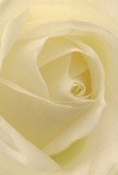 This evocative photograph draws you deep into the heart of a cream-white rose, as if you were enfolded by its delicate, softly spiraled petals. The interplay of ivory shades and matte, creamy textures glows in the daylight, creating a serene and uplifting aura reminiscent of quiet mornings on the edge of Wilton Park. Subtle shadows gather between the tightly nestled folds, imparting a quiet depth and sense of drama that catches the eye. The mood is tranquil and contemplative, suited for heartfelt gestures such as expressing sympathy, marking a new beginning, or offering sincere admiration. As one breathes in the scene, there's the faintest suggestion of a sweet, comforting floral scent lingering - discreet and reassuring. Florists in Beaconsfield, especially at Flowers Beaconsfield, would select such a bloom for those seeking a symbol of purity and reverence, with each expertly placed petal expressing the artistry and heartfelt emotion behind the most memorable moments in the community.